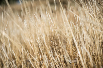 Golden wheat field as backround