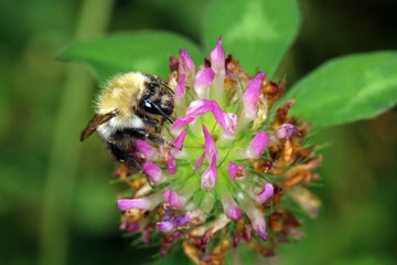 Bee on flower