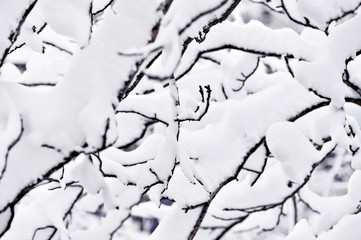 Tree branches loaded with snow after heavy snowfall