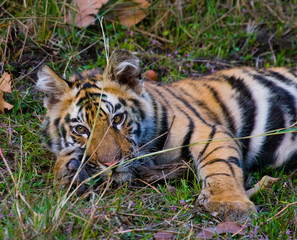 The cub wild tiger lying on the grass. India. Bandhavgarh National Park. Madhya Pradesh. An excellent illustration.