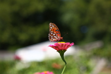 Butterfly on pink flower