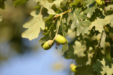Acorns of English oak in a forest
