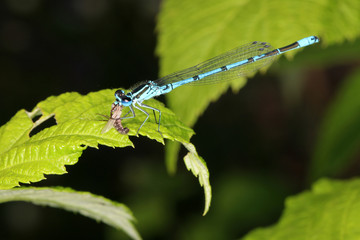 damselfly with prey