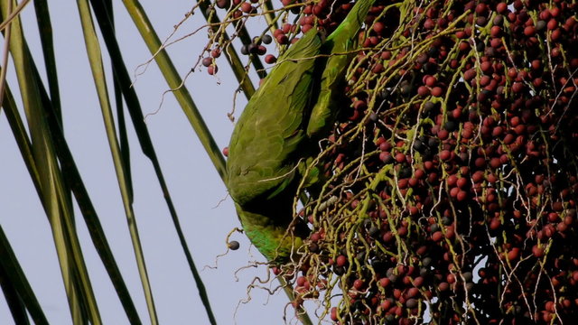 Yellow Cheeked Amazon Parrot Eating Palm Fruits from a Queen Palm
