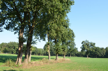 Fototapeta na wymiar Oak trees in a meadow in summer