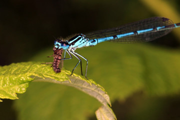 damselfly with prey