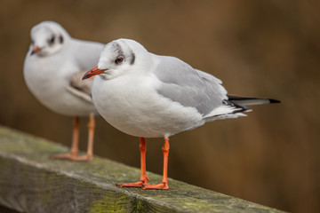 möwen