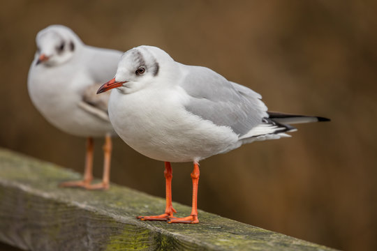 m&ouml;wen