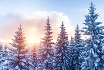 Photo sur Plexiglas Hiver Beautiful winter forest