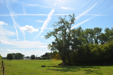 Meadow with old trees and contrails in the blue sky