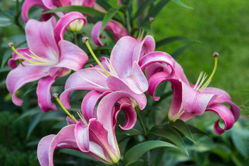 large purple lily flowers in foliage