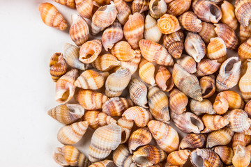 Sea Shells Seashells! - variety of sea shells from beach - panoramic - with large scallop shell.