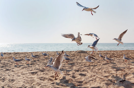 Flock of seagulls hovering in the confusion over the beach. Animals