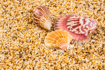 Sea Shells Seashells! - variety of sea shells from beach - panoramic - with large scallop shell.
