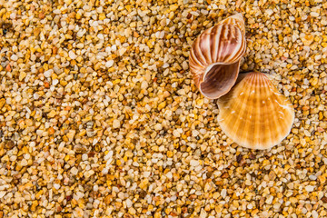 Sea Shells Seashells! - variety of sea shells from beach - panoramic - with large scallop shell.