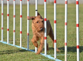 Irish Terrier at Dog Agility Trial
