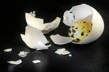 quail egg in a chicken eggshell on a black slate background, eas