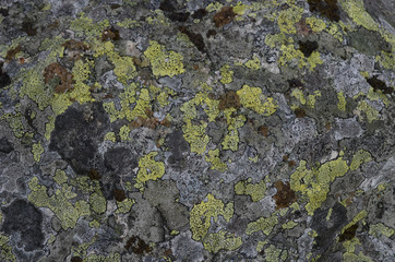 Green lichens on grey patterned rock in subarctic mountains, Swedish Lapland