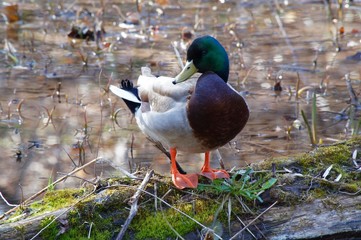 Naklejka na ściany i meble Male mallard duck standing on the rotten log in the water.