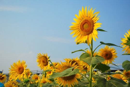 Beautiful blooming sunflower in garden
