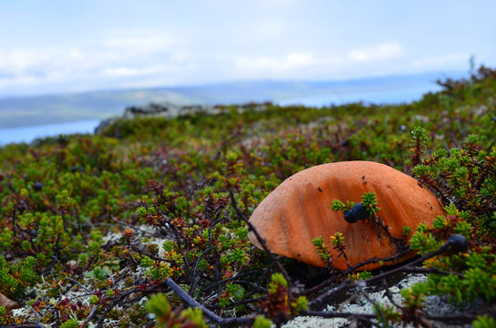 Brown mushroom in crowberry heathland in alpine subarctic tundra, Swedish Lapland