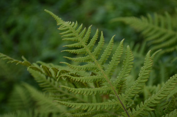 Long beechfern in birch forest understory in subarctic birch forest  in Abisko, Swedish Lapland 