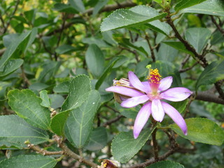 Lavendel-Sternblüte (Grewia occidentalis)