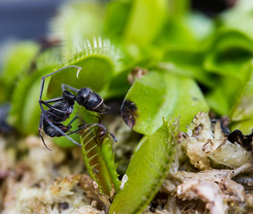 Ant captured by the Venus flytrap plant