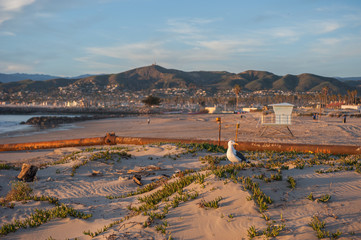 Fototapeta premium Marine bird perched atop a Ventura beach sand dune.