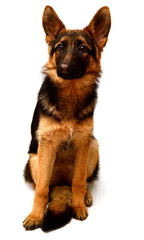 German Shepherd sitting