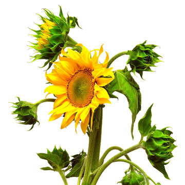 Sunflower blooming bud