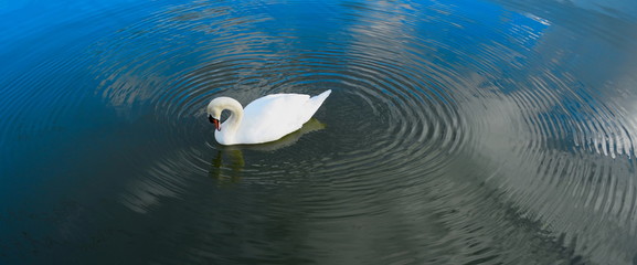 Swan in water surrounded by waves © Savo Ilic