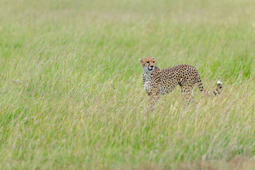 cheetah © Herbert