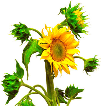 Sunflower blooming bud