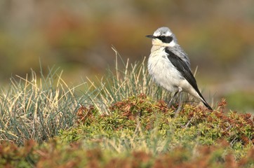 Collalba gris - PN de Sierra Nevada - Spain
