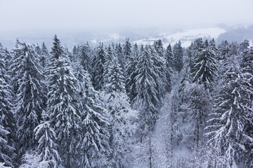 Forest covered with snow