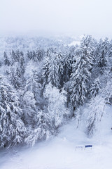 Forest covered with snow