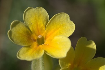 Flora - PN de Sierra Nevada - Spain