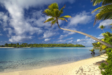 Fototapeta na wymiar Palm tree stretching over beach towards lagoon. The Cook Islands. One Foot Island, Aitutaki