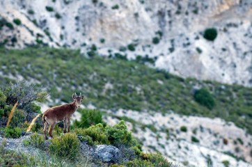 Naklejka na ściany i meble Parque Nacional de Sierra Nevada - Spain