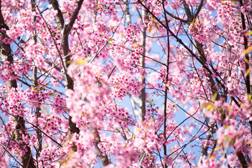 Pink sakura, Cherry blossom in Thailand.