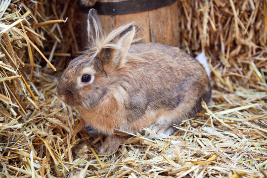 Brown rabbit on bed of straw