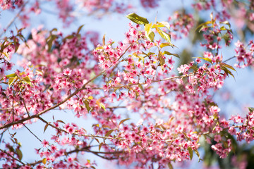 Pink sakura, Cherry blossom in Thailand.