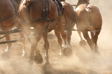 Horses Running through Field, Kicking Up Dirt