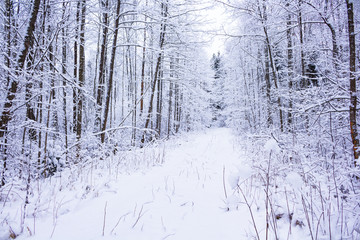 Winter in the forest