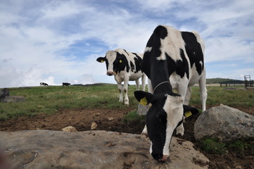 乳牛　美ヶ原高原