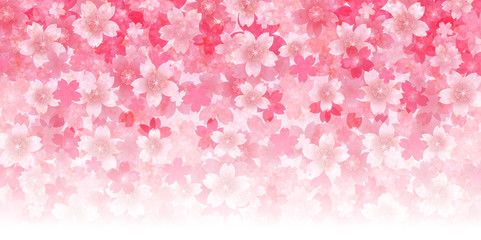 桜　春　花　背景