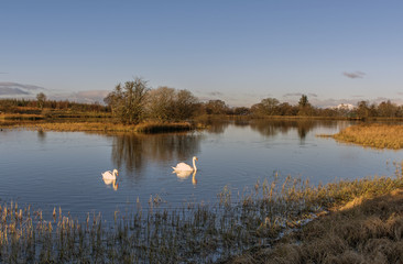 Swans swimming in a Loch