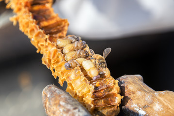 Closeup view of bees and honeycomb near Sheridan, Wyoming