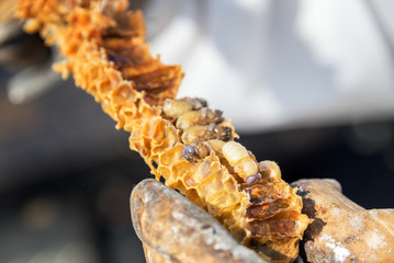 Bee grubs on honeycomb in Wyoming, USA